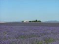 champs_lavande2